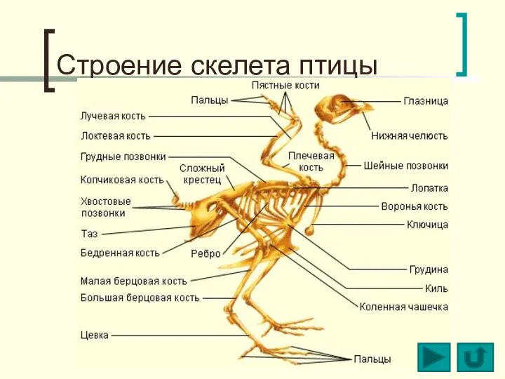 Строение скелета птицы