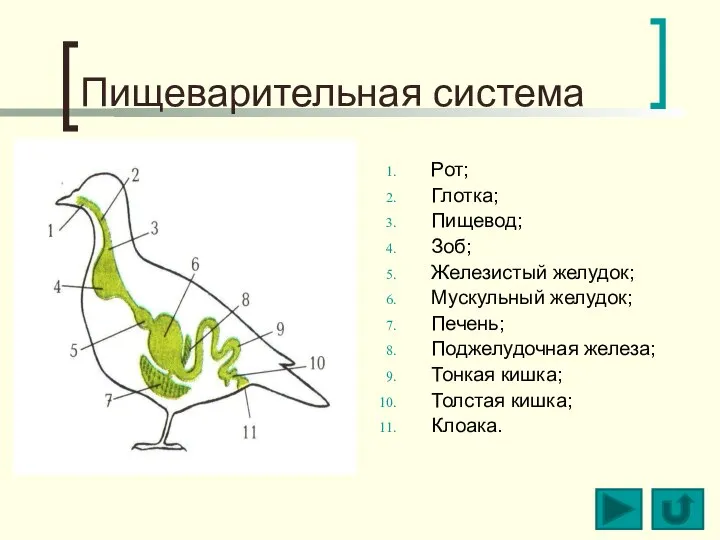 Пищеварительная система Рот; Глотка; Пищевод; Зоб; Железистый желудок; Мускульный желудок; Печень;