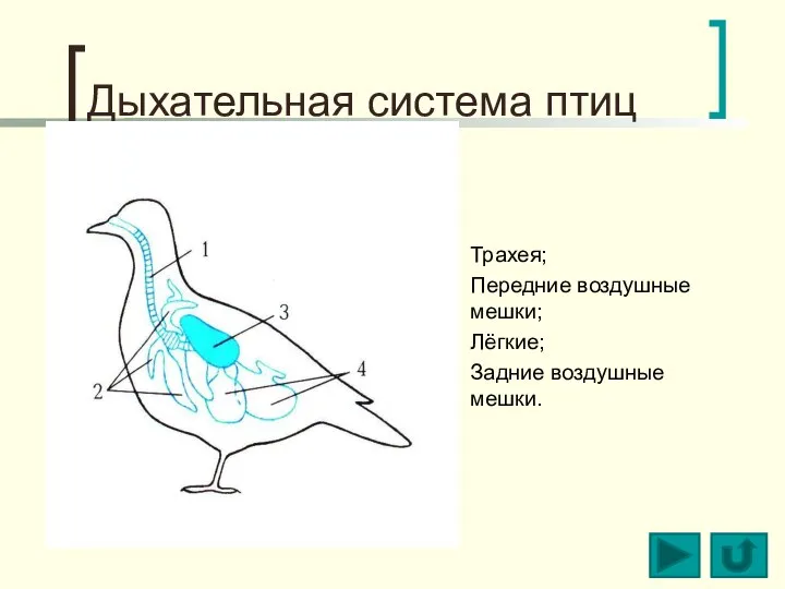 Дыхательная система птиц Трахея; Передние воздушные мешки; Лёгкие; Задние воздушные мешки.