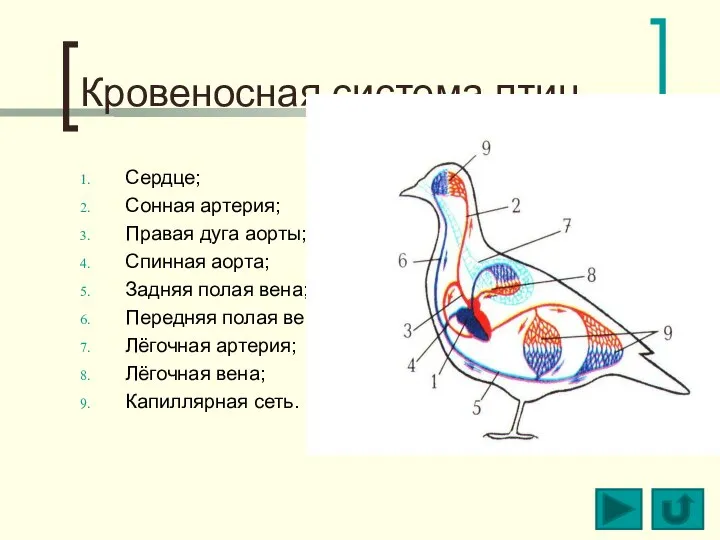 Кровеносная система птиц Сердце; Сонная артерия; Правая дуга аорты; Спинная аорта;