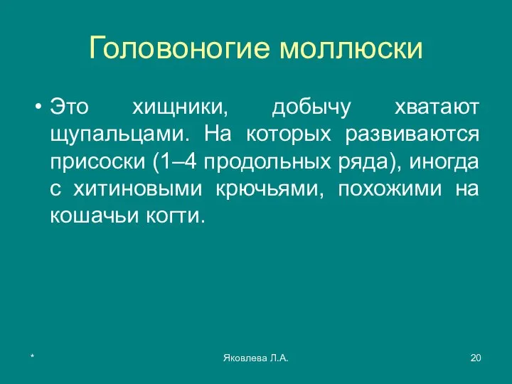 * Яковлева Л.А. Головоногие моллюски Это хищники, добычу хватают щупальцами. На