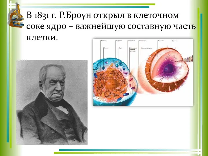 В 1831 г. Р.Броун открыл в клеточном соке ядро – важнейшую составную часть клетки.