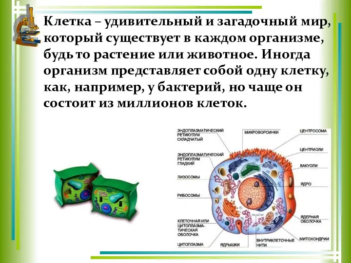 Клетка – удивительный и загадочный мир, который существует в каждом организме,