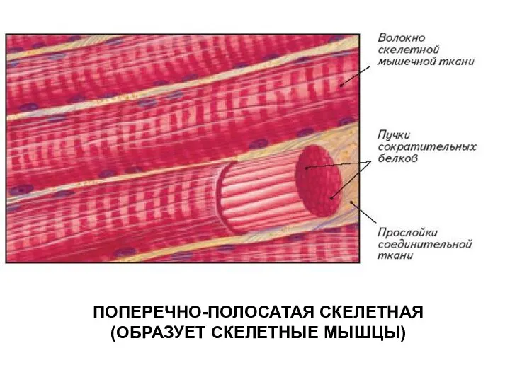 ПОПЕРЕЧНО-ПОЛОСАТАЯ СКЕЛЕТНАЯ (ОБРАЗУЕТ СКЕЛЕТНЫЕ МЫШЦЫ)