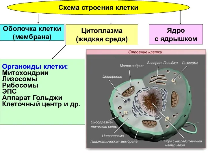 Схема строения клетки Ядро с ядрышком Цитоплазма (жидкая среда) Оболочка клетки