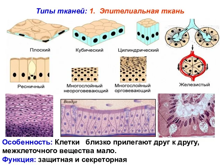 Типы тканей: 1. Эпителиальная ткань Особенность: Клетки близко прилегают друг к