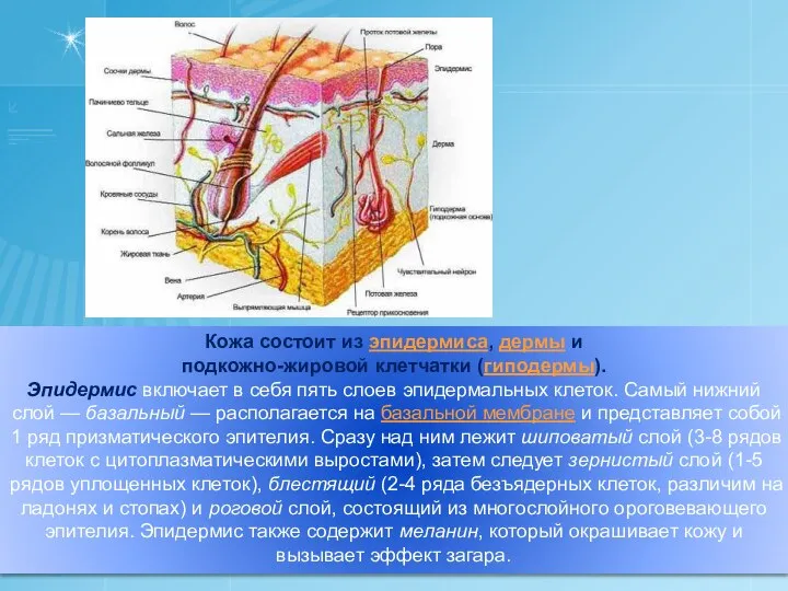 Кожа состоит из эпидермиса, дермы и подкожно-жировой клетчатки (гиподермы). Эпидермис включает