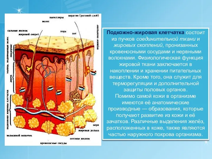 Подкожно-жировая клетчатка состоит из пучков соединительной ткани и жировых скоплений, пронизанных