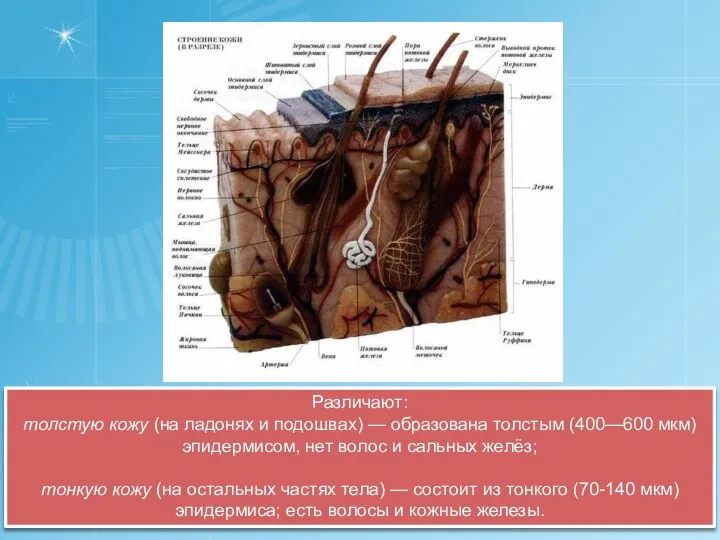 Различают: толстую кожу (на ладонях и подошвах) — образована толстым (400—600