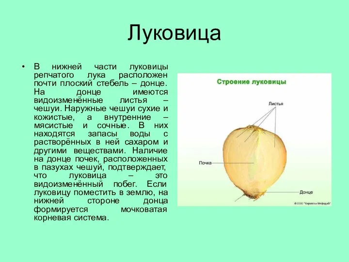 Луковица В нижней части луковицы репчатого лука расположен почти плоский стебель