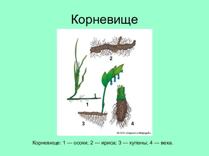 Корневище Корневище: 1 — осоки; 2 — ириса; 3 — купены; 4 — веха.