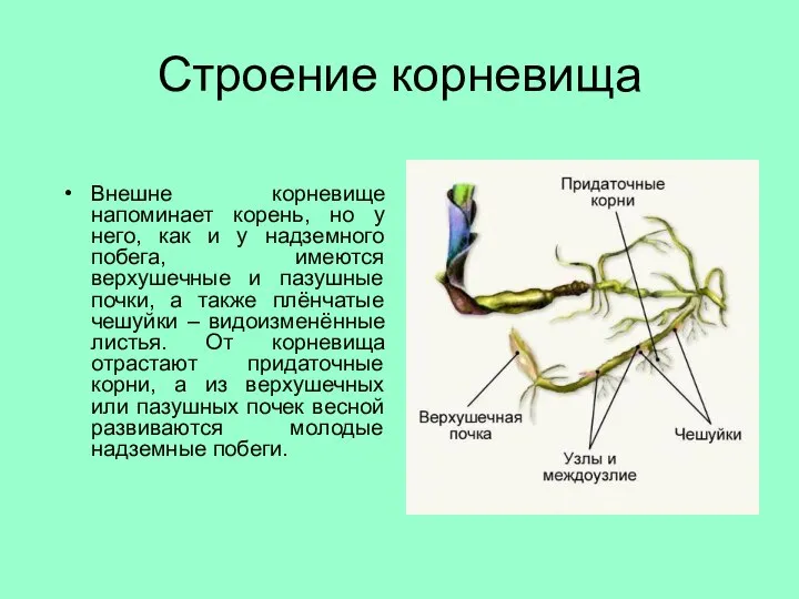 Строение корневища Внешне корневище напоминает корень, но у него, как и