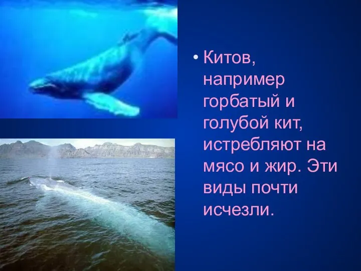 Китов, например горбатый и голубой кит, истребляют на мясо и жир. Эти виды почти исчезли.