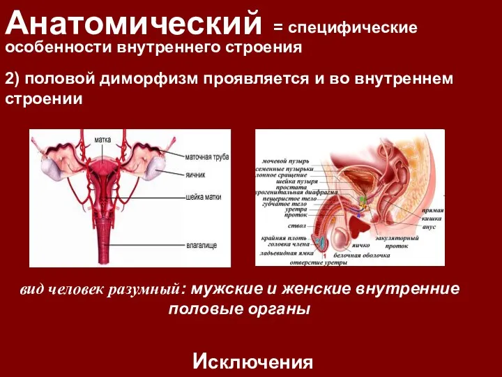 Анатомический = специфические особенности внутреннего строения Исключения 2) половой диморфизм проявляется и во внутреннем строении