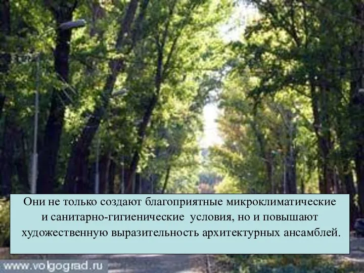 Они не только создают благоприятные микроклиматические и санитарно-гигиенические условия, но и повышают художественную выразительность архитектурных ансамблей.