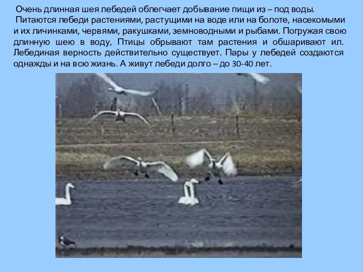 Очень длинная шея лебедей облегчает добывание пищи из – под воды.