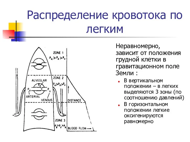 Распределение кровотока по легким Неравномерно, зависит от положения грудной клетки в