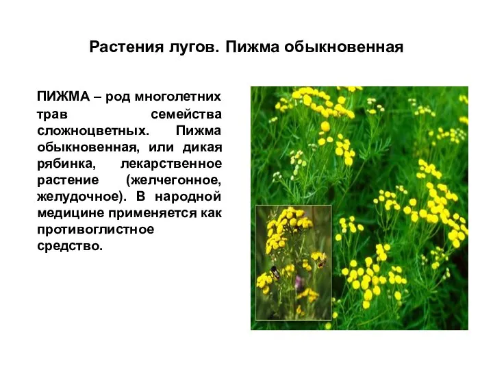 Растения лугов. Пижма обыкновенная ПИЖМА – род многолетних трав семейства сложноцветных.