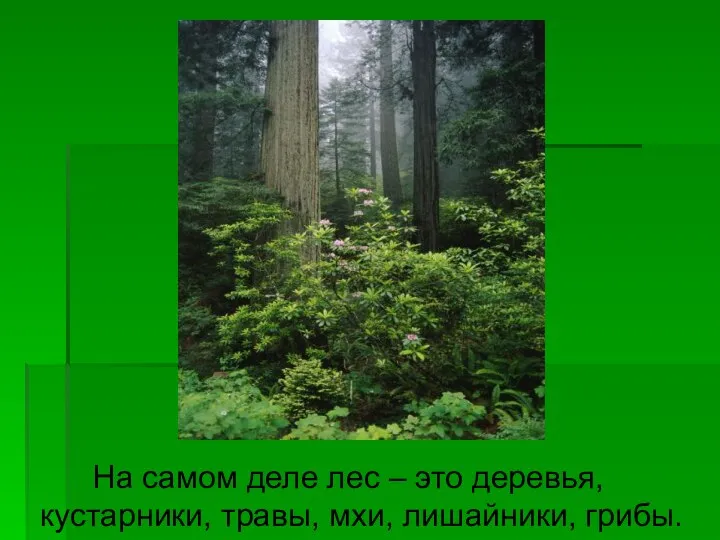 На самом деле лес – это деревья, кустарники, травы, мхи, лишайники, грибы.