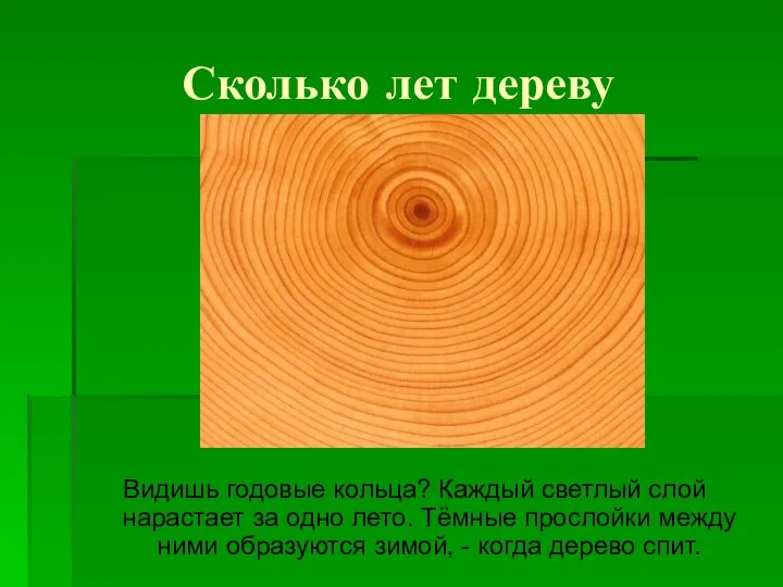 Сколько лет дереву Видишь годовые кольца? Каждый светлый слой нарастает за