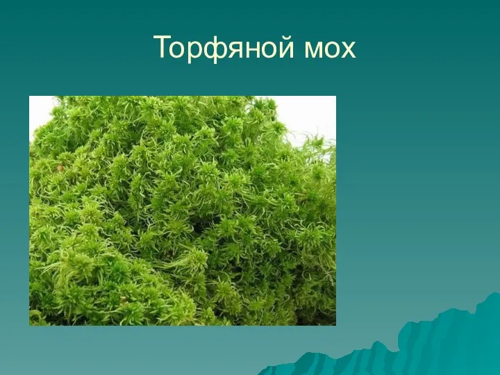 Торфяной мох