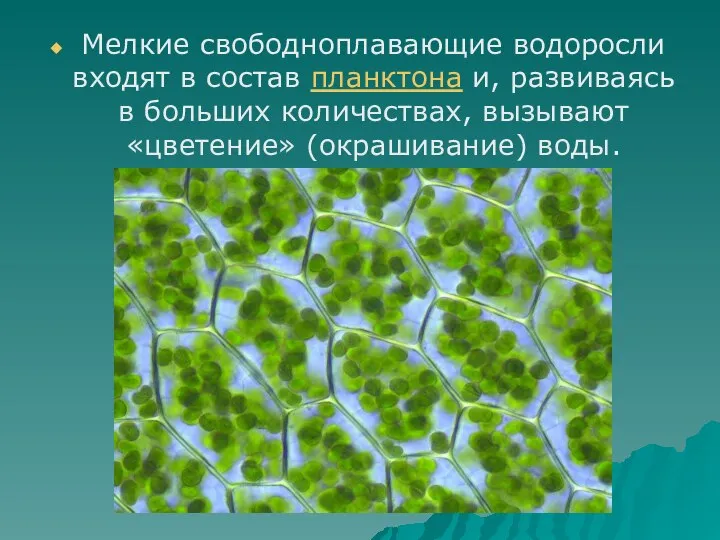 Мелкие свободноплавающие водоросли входят в состав планктона и, развиваясь в больших количествах, вызывают «цветение» (окрашивание) воды.