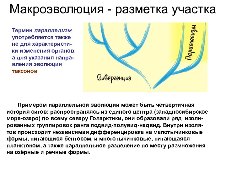 Макроэволюция - разметка участка Термин параллелизм употребляется также не для характеристи-ки