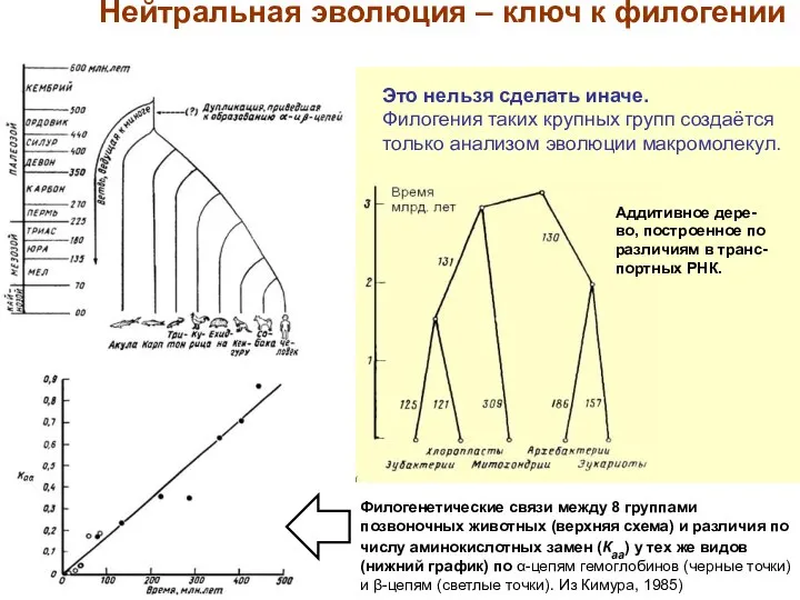 Филогенетические связи между 8 группами позвоночных животных (верхняя схема) и различия