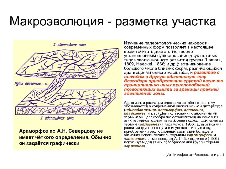 Макроэволюция - разметка участка Изучение палеонтологических находок и современных форм позволяет