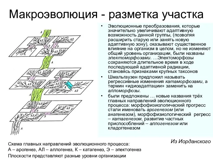 Макроэволюция - разметка участка Эволюционные преобразования, которые значительно увеличивают адаптивную возможность