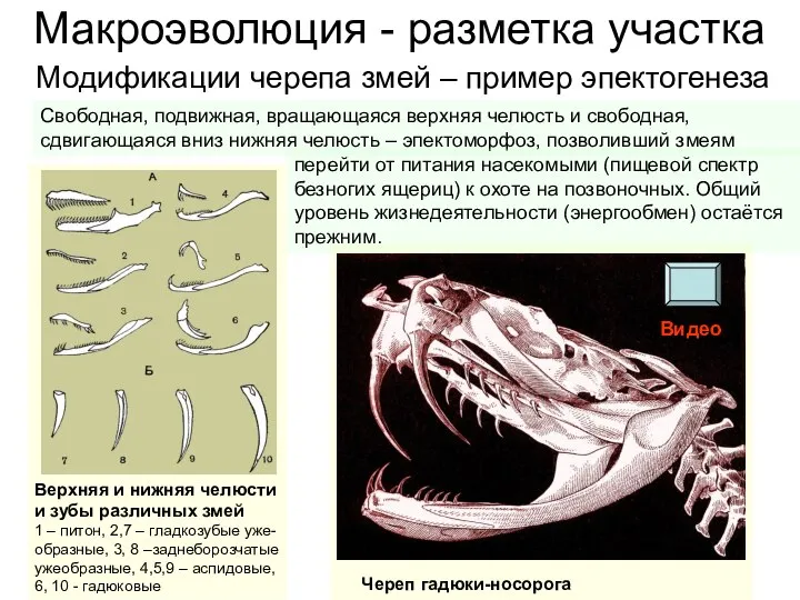 Макроэволюция - разметка участка Верхняя и нижняя челюсти и зубы различных