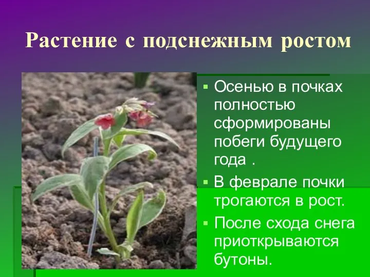 Растение с подснежным ростом Осенью в почках полностью сформированы побеги будущего