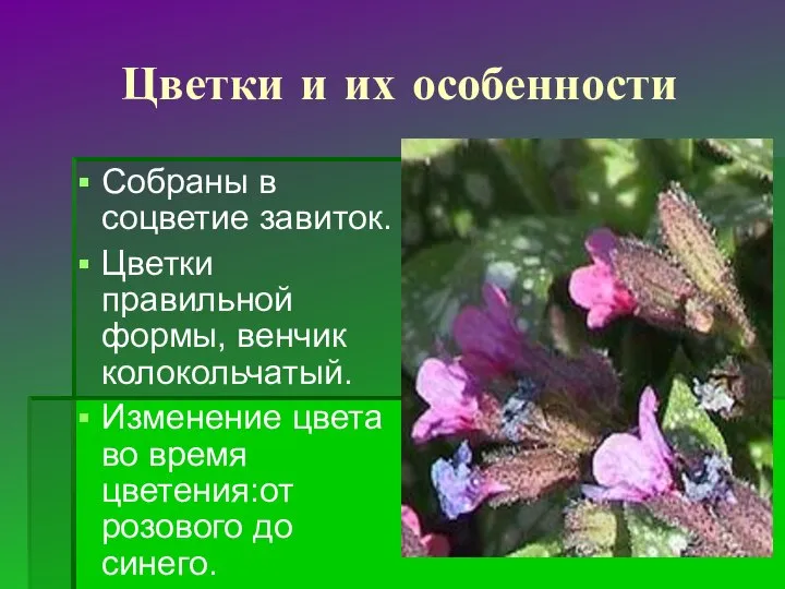 Цветки и их особенности Собраны в соцветие завиток. Цветки правильной формы,