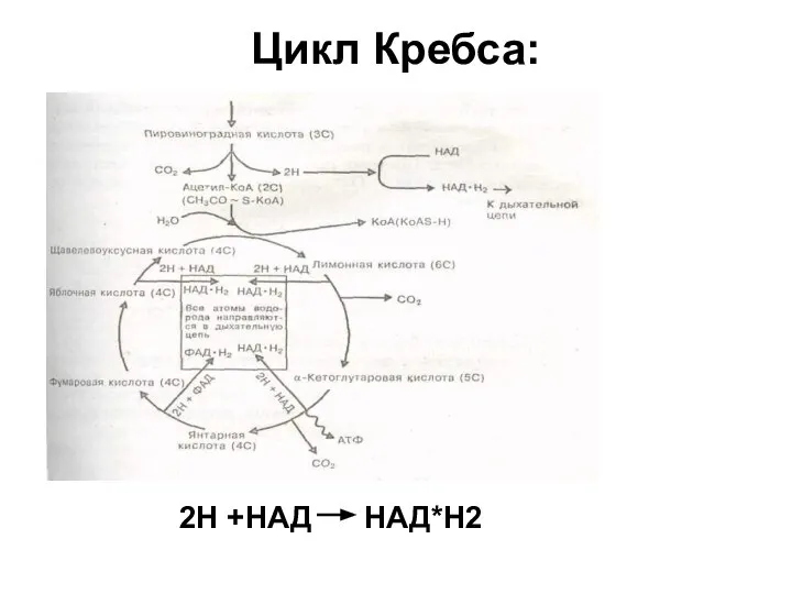 Цикл Кребса: 2Н +НАД НАД*Н2