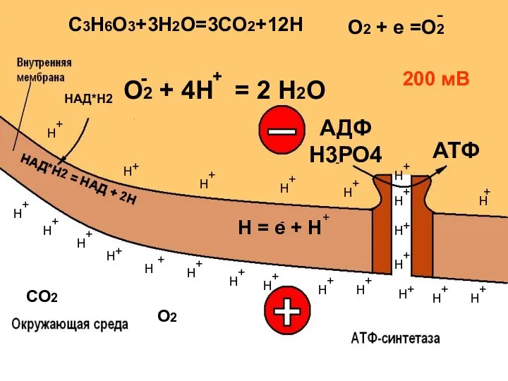 СО2 Н = е + Н О2 + 4Н = 2