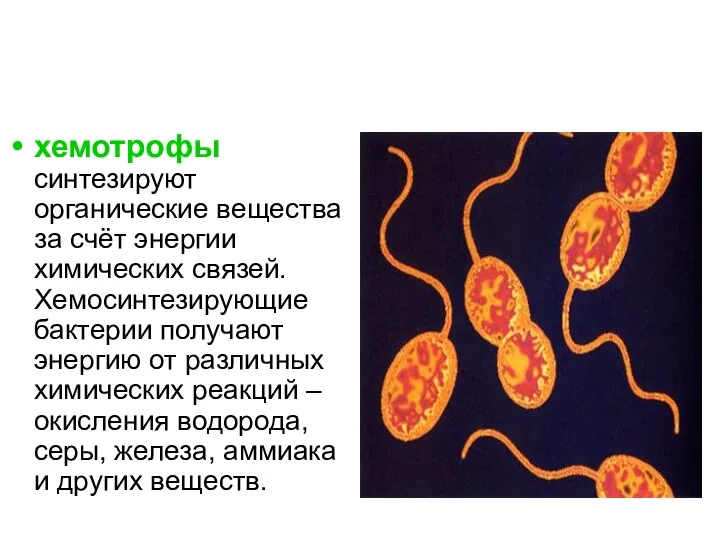 хемотрофы синтезируют органические вещества за счёт энергии химических связей. Хемосинтезирующие бактерии