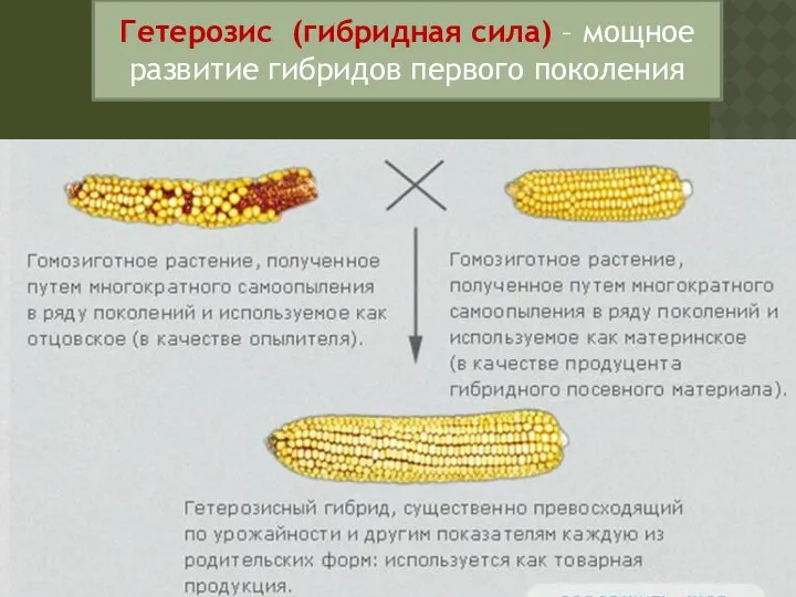 Гетерозис (гибридная сила) – мощное развитие гибридов первого поколения