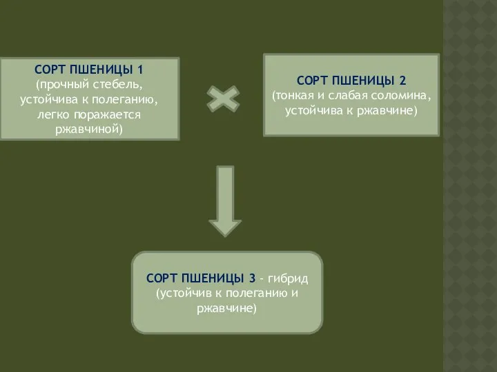 СОРТ ПШЕНИЦЫ 1 (прочный стебель, устойчива к полеганию, легко поражается ржавчиной)