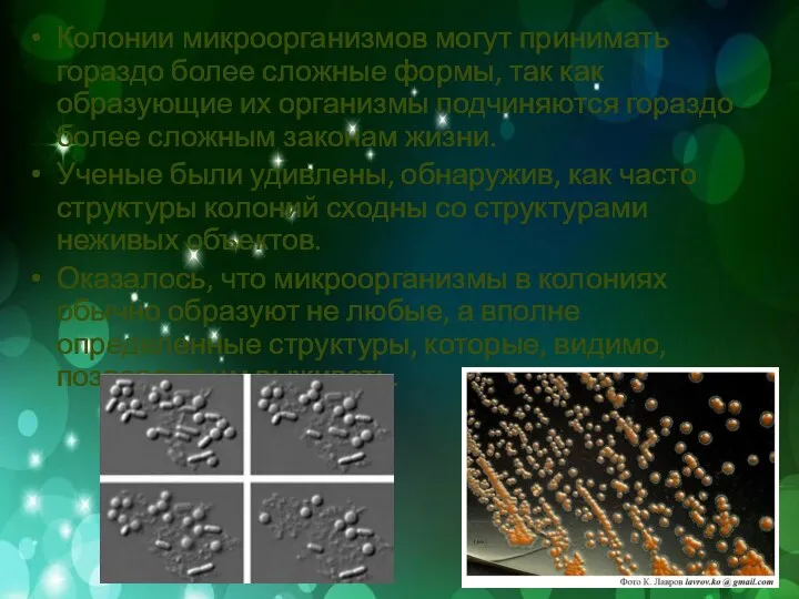 Колонии микроорганизмов могут принимать гораздо более сложные формы, так как образующие