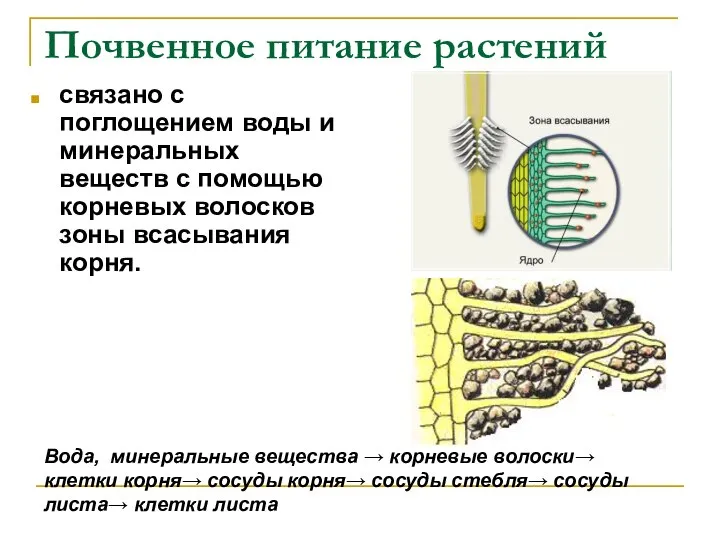 Почвенное питание растений связано с поглощением воды и минеральных веществ с