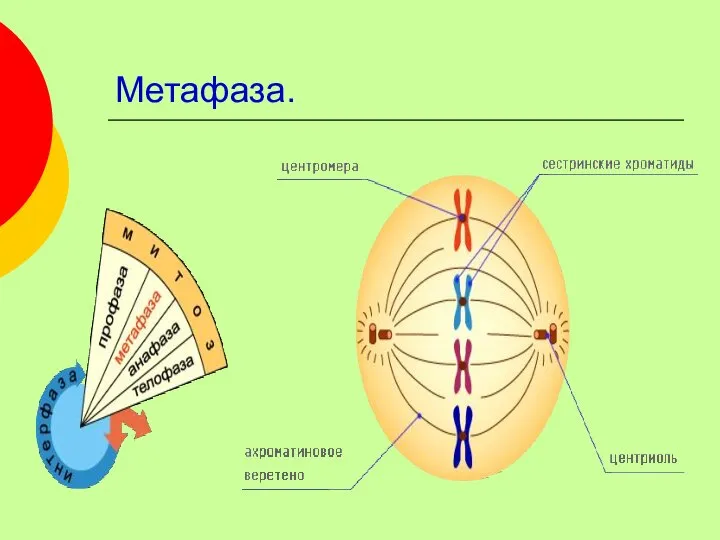 Метафаза.