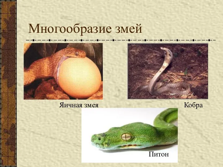 Многообразие змей Яичная змея Кобра Питон