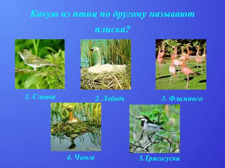 Какую из птиц по другому называют плиска? 1. Славка 2. Лебедь 3. Фламинго 4. Чомга 5.Трясогуска