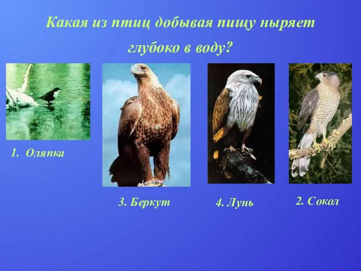 Какая из птиц добывая пищу ныряет глубоко в воду? 1. Оляпка