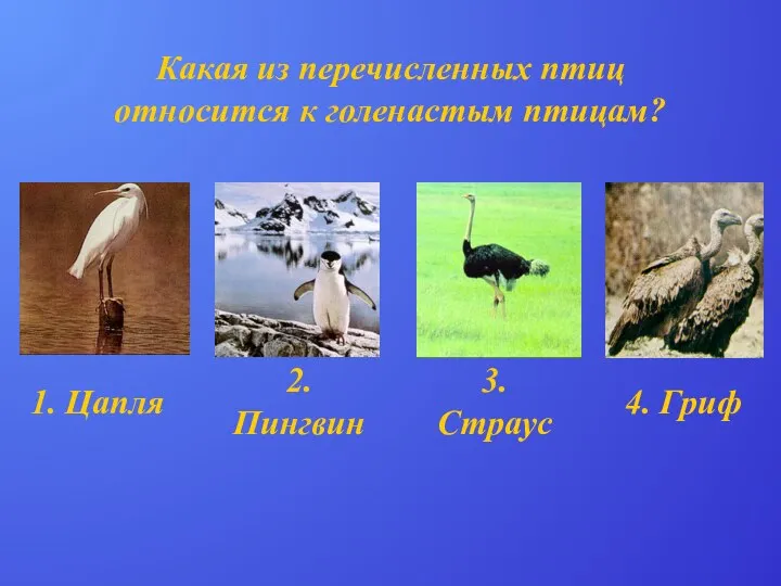 Какая из перечисленных птиц относится к голенастым птицам? 1. Цапля 2. Пингвин 4. Гриф 3. Страус