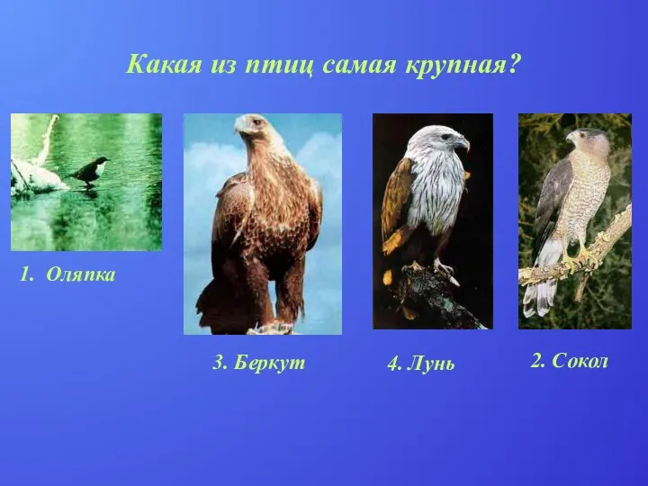 Какая из птиц самая крупная? 1. Оляпка 2. Сокол 4. Лунь 3. Беркут