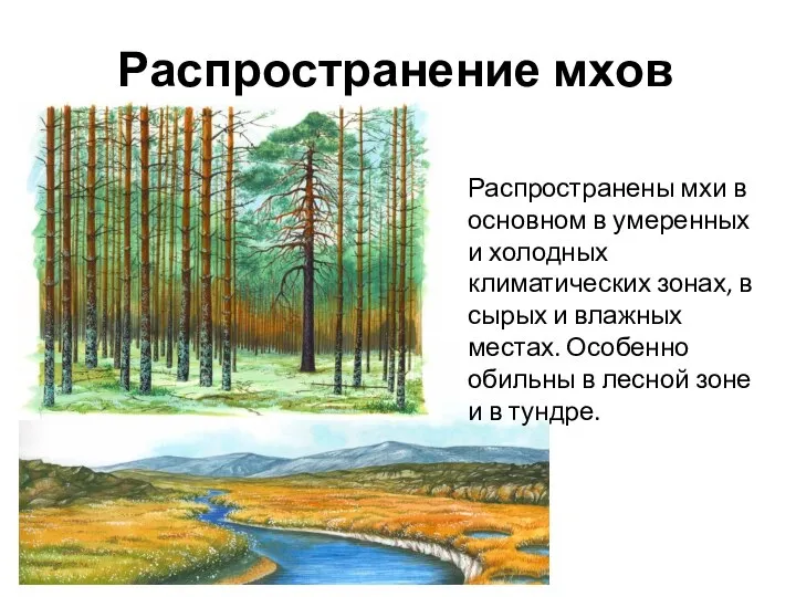 Распространены мхи в основном в умеренных и холодных климатических зонах, в