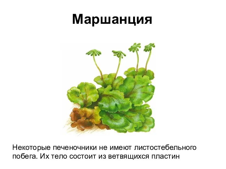 Маршанция