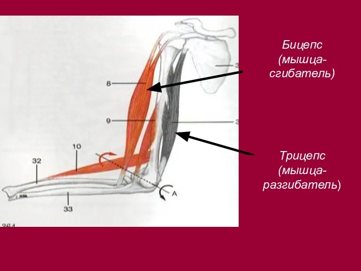 Бицепс (мышца-сгибатель) Трицепс (мышца-разгибатель)