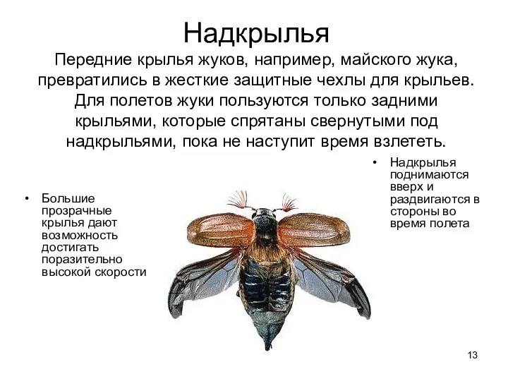 Надкрылья Передние крылья жуков, например, майского жука, превратились в жесткие защитные